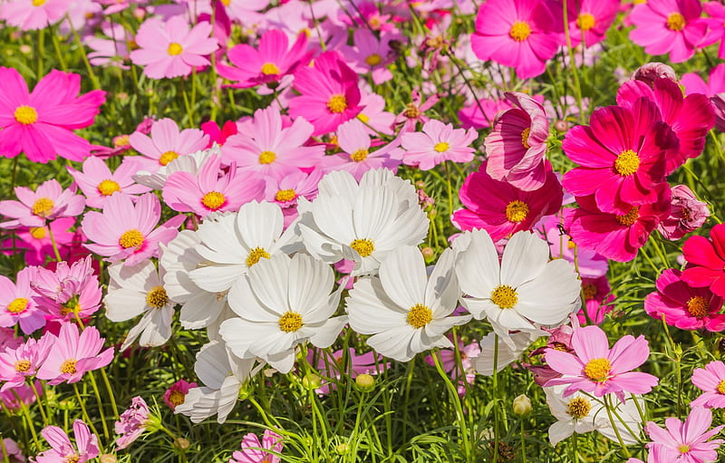 field, summer, flowers, colorful, meadow, summer, pink, white, white, field, pink, flowers, cosmos, meadow for , section цветы, HD wallpaper