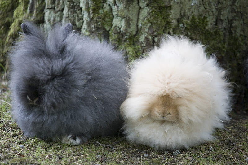 Hippie Bunnies, black, longhaired, white, bunnies, HD wallpaper | Peakpx