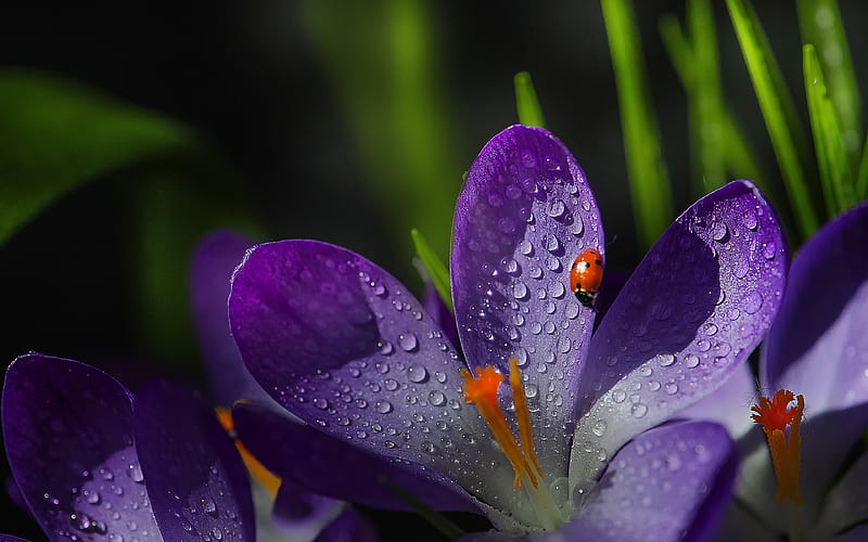 violet crocuses, ladybug, macro, violet flowers, crocuses, spring, bokeh, spring flowers, HD wallpaper