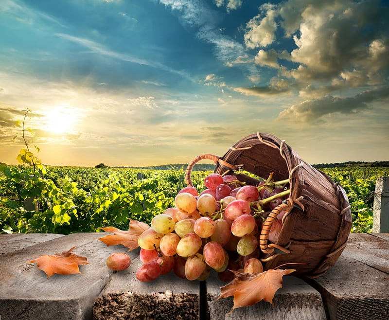 Basket of Fruit, sun, grape vines, wooden table, sky, clouds, grapes, still life, leaves, wicker basket, HD wallpaper