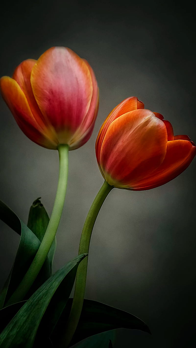 tulips, tulip, flower, orange, green graph, HD phone wallpaper