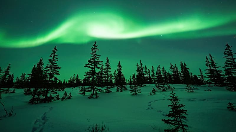 Northern Lights at a Black Spruce Forest and Animal Tracks in Churchill, Manitoba, winter, borealis, snow, trees, landscape, canada, aurora, HD wallpaper