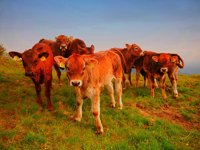 Animal, Cow, Calf, HD wallpaper
