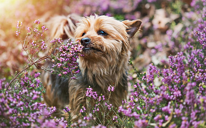 Yorkie, violet flowers, bokeh, Yorkshire Terrier, dog with flowers, cute animals, pets, dogs, Yorkshire Terrier Dog, HD wallpaper