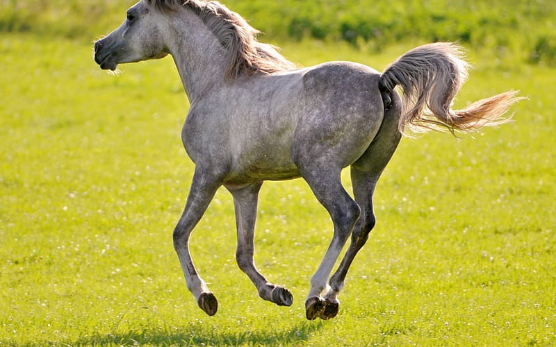 Wild Horse, grey horses, colts, fillies, ponies, nature, animals, horses, wild horses, HD wallpaper