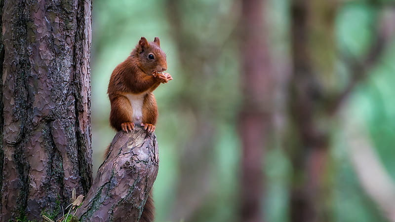 Brown Squirrel Is Standing And Eating Animals, HD wallpaper
