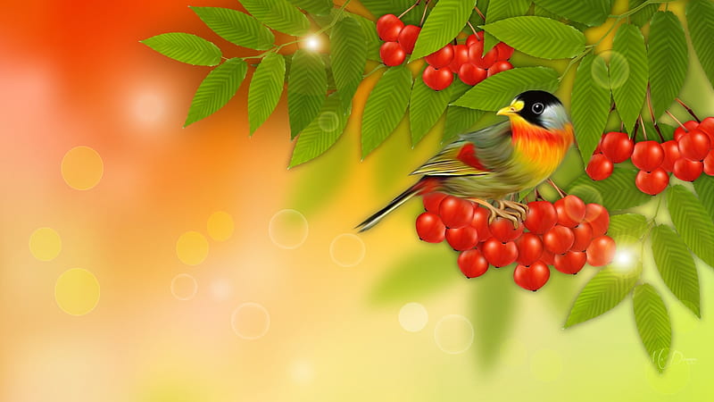 Bright Bird on Mountain Ash, fall, autumn, rowan, mountain ash, leaves, bokeh, bird, berries, Firefox Persona theme, light, HD wallpaper
