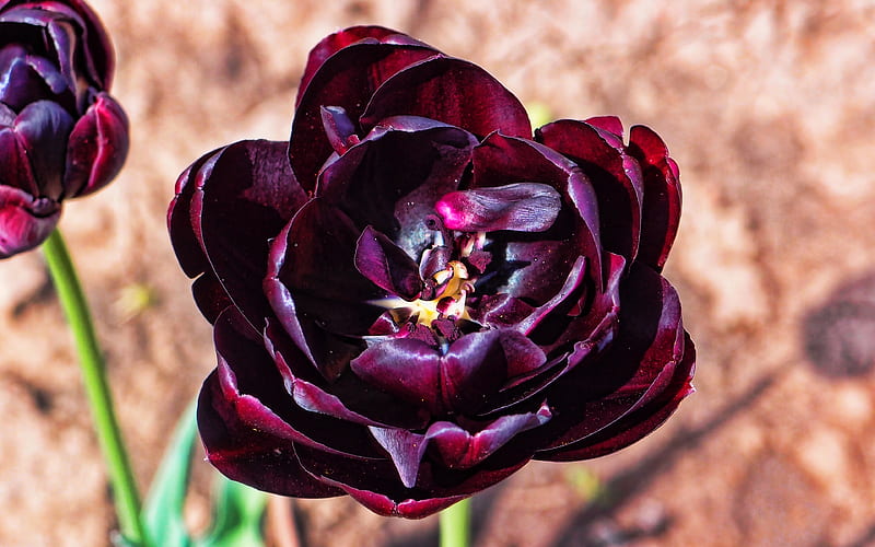 black tulip, macro, spring, black flowers, bokeh, tulips, spring flowers, HD wallpaper