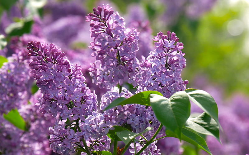 Lilacs, flowers, spring, purple, HD wallpaper | Peakpx