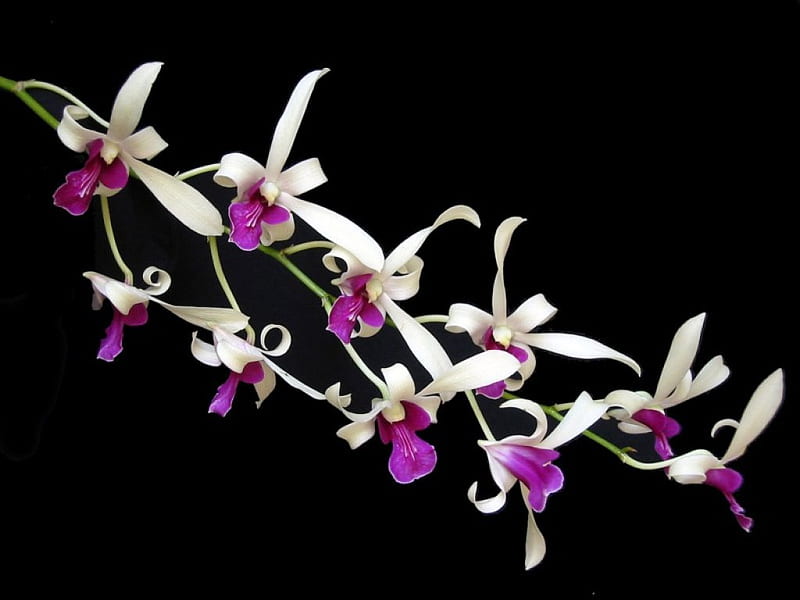 Dainty Orchids, pretty, orchids, purple, flowers, black, nature, bonito, white, HD wallpaper