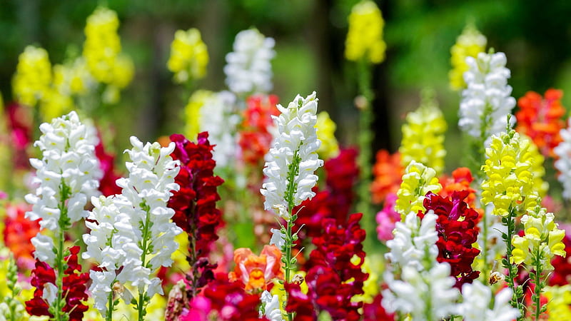 Flores de primavera, rojo, flores, amarillo, naturaleza, primavera, blanco,  Fondo de pantalla HD | Peakpx