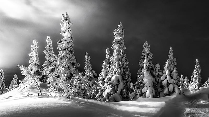 Black And White Of Snow Covered Landscape And Trees Under Dark Clouds Nature, HD wallpaper