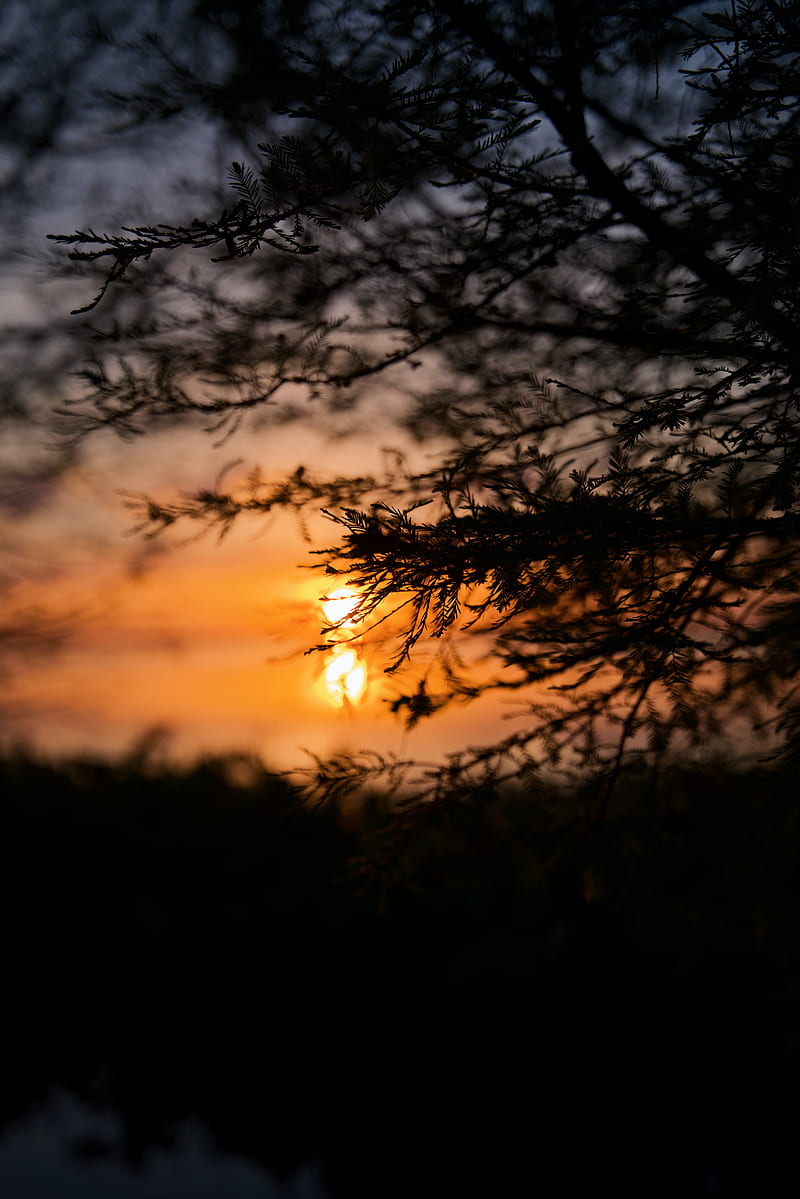 tree, branches, silhouette, sun, sunset, HD phone wallpaper