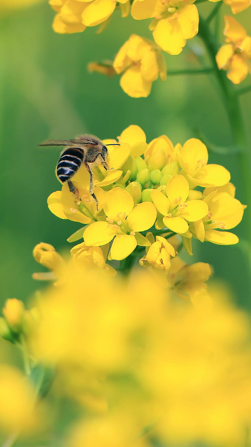 bee, wings, yellow flowers, flowers, HD phone wallpaper