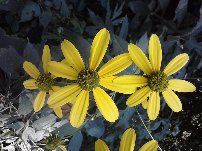 Flores silvestres amarillas, amarillo, otoño, verdor, tres, primavera,  verano, Fondo de pantalla HD | Peakpx