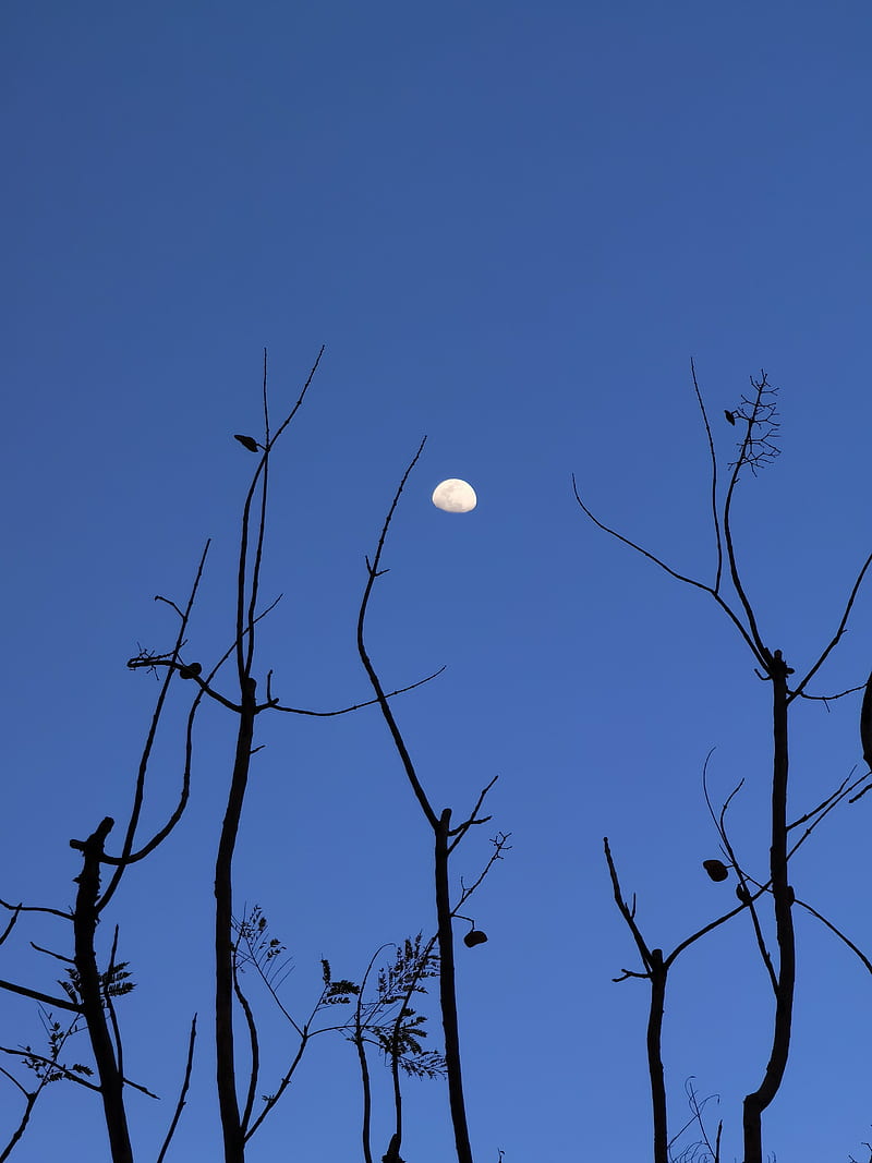 moon, branches, silhouette, evening, HD phone wallpaper