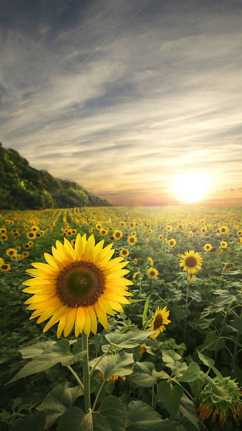 bonito, evening, light, nature, sunflower, HD phone wallpaper