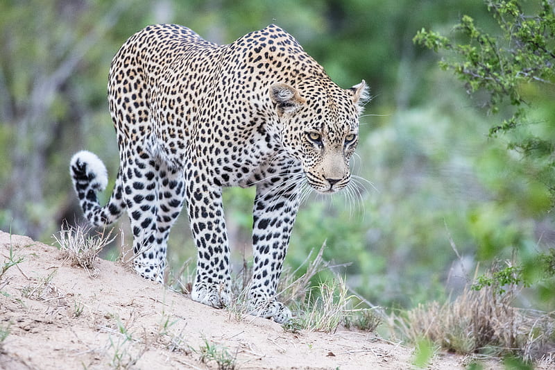 leopard, predator, glance, big cat, spots, HD wallpaper