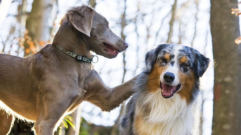 Hola mi amigo como estas, casa, animales, perros, amigos, Fondo de pantalla  HD | Peakpx