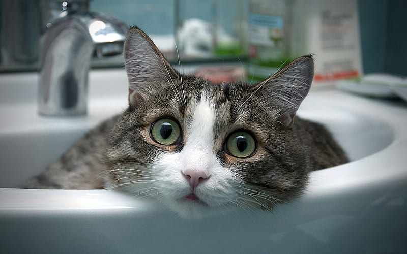 Cat, sink, whiskers, bathroom, funny, eyes, HD wallpaper