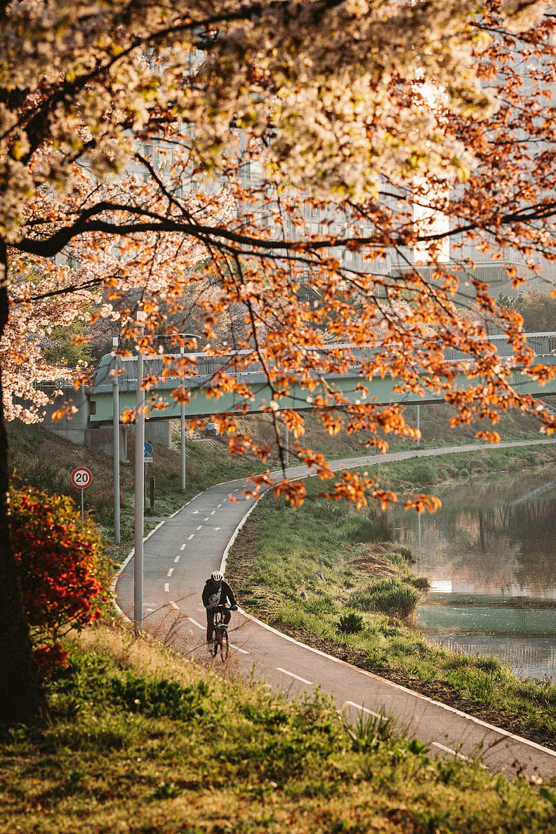 bicycle, man, helmet, road, trees, HD phone wallpaper