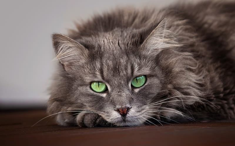 Maine Coon, close-up, green eyes, fluffy cat, cute animals, gray Maine Coon, pets, cats, domestic cats, Maine Coon Cat, HD wallpaper