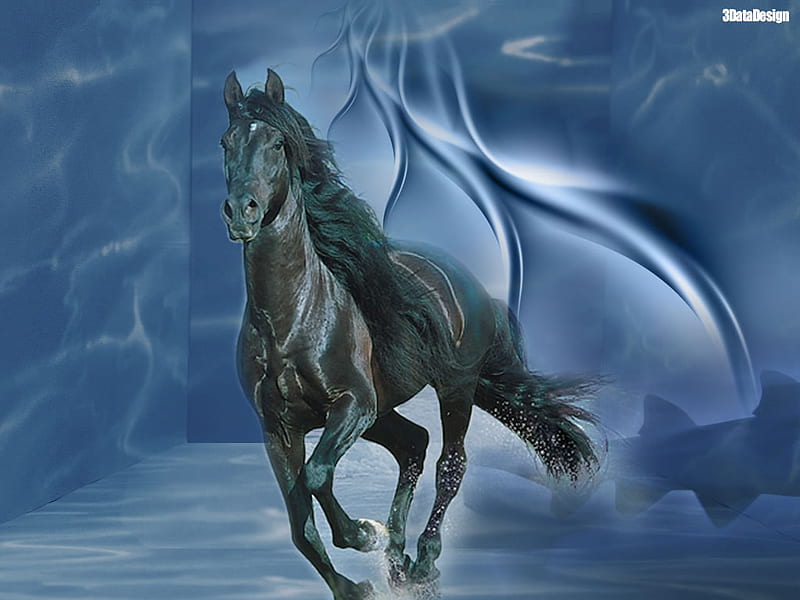 Andalusian Stallion Galopping, andalusian horse, black horse, animals, horses, HD wallpaper