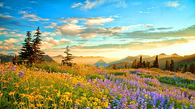 Spring Mountain Wilderness, France, trees, wildflowers, flowers, blossoms, sunset, clouds, sky, HD wallpaper
