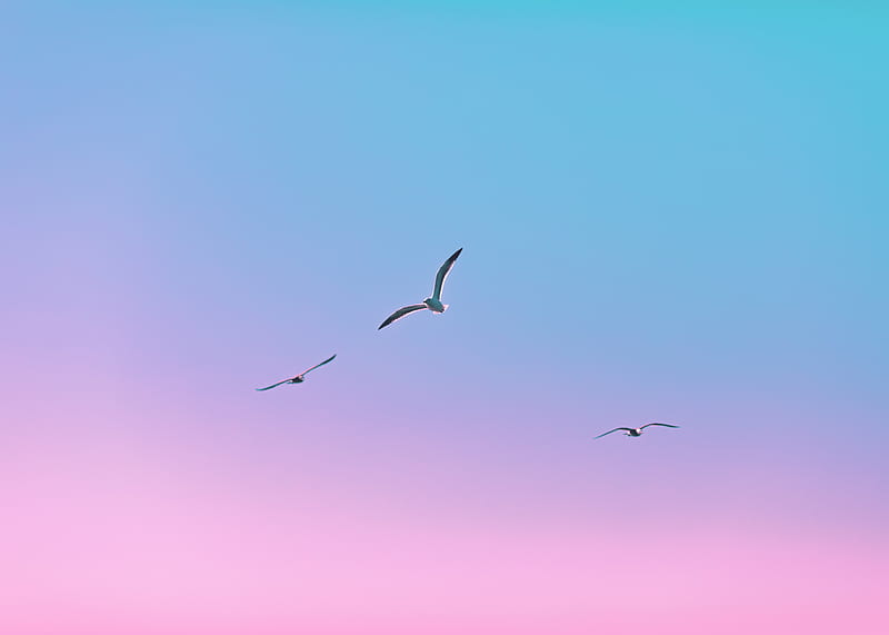 seagulls, birds, flight, gradient, HD wallpaper