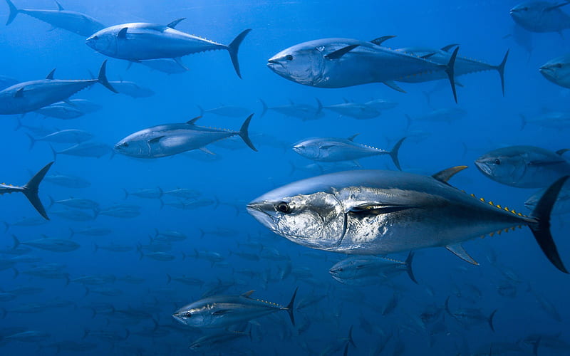 tuna, underwater, ocean, fish, flock of fish, HD wallpaper