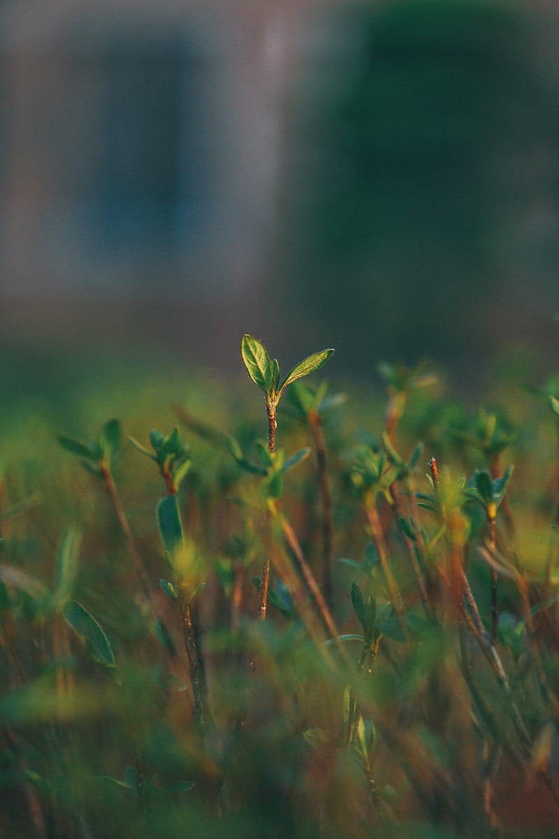 grass, sprout, blur, macro, green, HD phone wallpaper