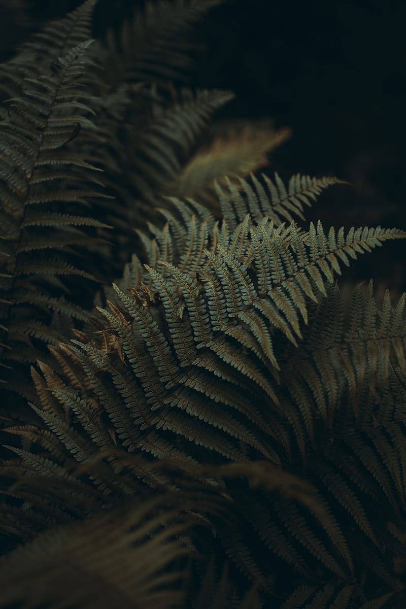 fern, leaves, carved, plant, macro, HD phone wallpaper