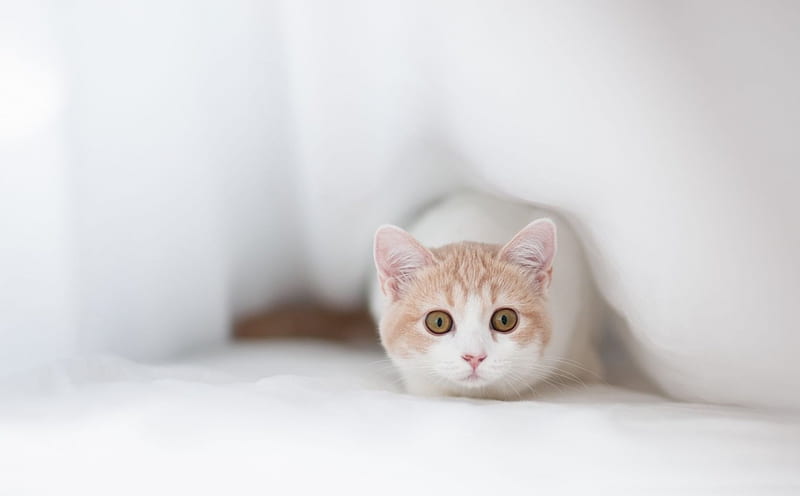 *** Frightened Cat ***, domowe, zwierzeta, ladowe, koty, HD wallpaper