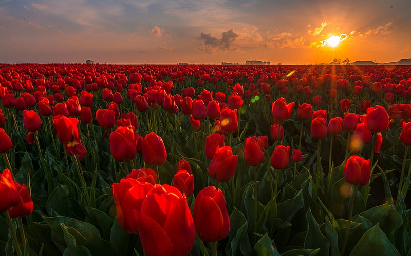Tulips Sunset, Field, Flowers, Buds, Sunset, HD wallpaper