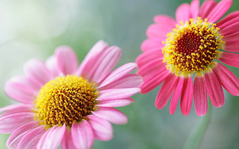 soft pink daisies-Plants, HD wallpaper