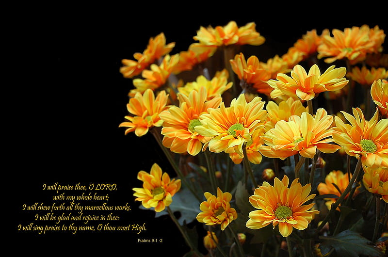 I-Will-Praise-The-Lord, praise, flowers, yellow, nature, lord, HD wallpaper