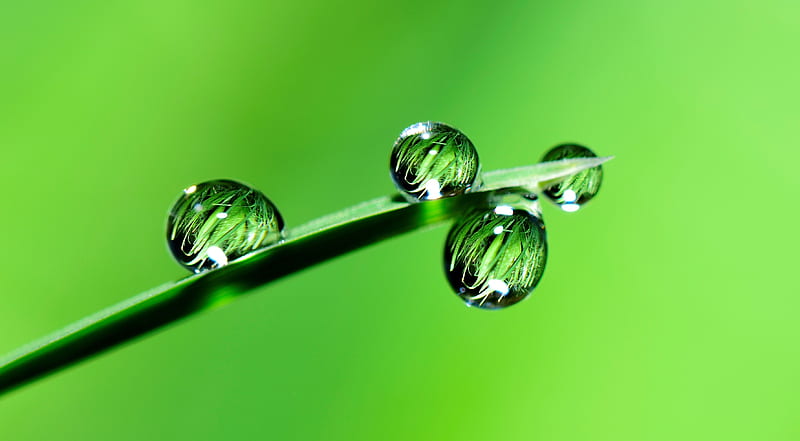 raindrop, green, key, keys, love, plants, raindrops, rings, stile, style, water, HD wallpaper