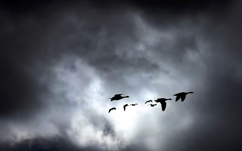 THE HOMECOMING, gray, flight, ducks, birds, silouettes, clouds, silver, skies, geese, sunsets, animals, HD wallpaper