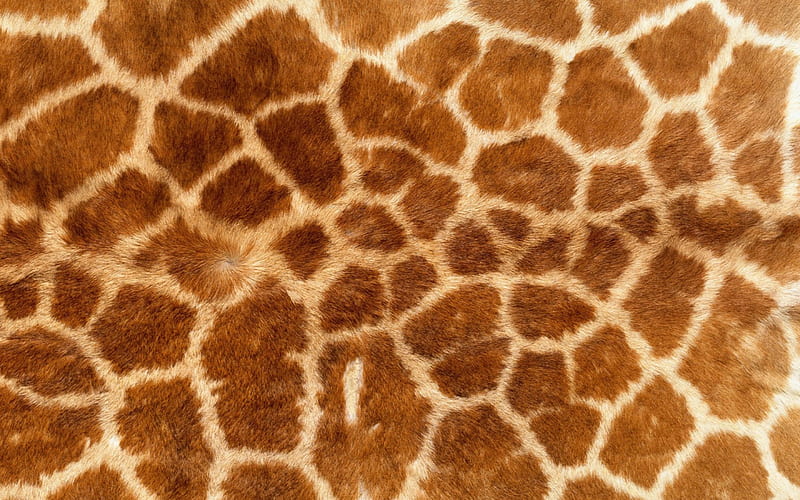 Skin, pattern, print, abstract, animal, spot, texture, giraffe, fur, HD wallpaper