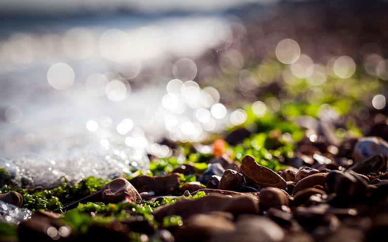 brown stones on the ground, sea, rock, nature, bokeh, pebbles, macro, seaweed, sunlight, depth of field, tilt shift, HD wallpaper
