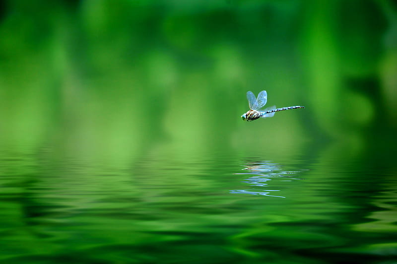 My planet, Macro, Dragonfly, Reflection, Green, Flight, HD wallpaper