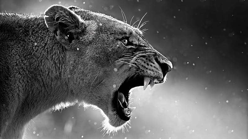 Lion Roaring, lion, animals, roar, forest, king, HD wallpaper