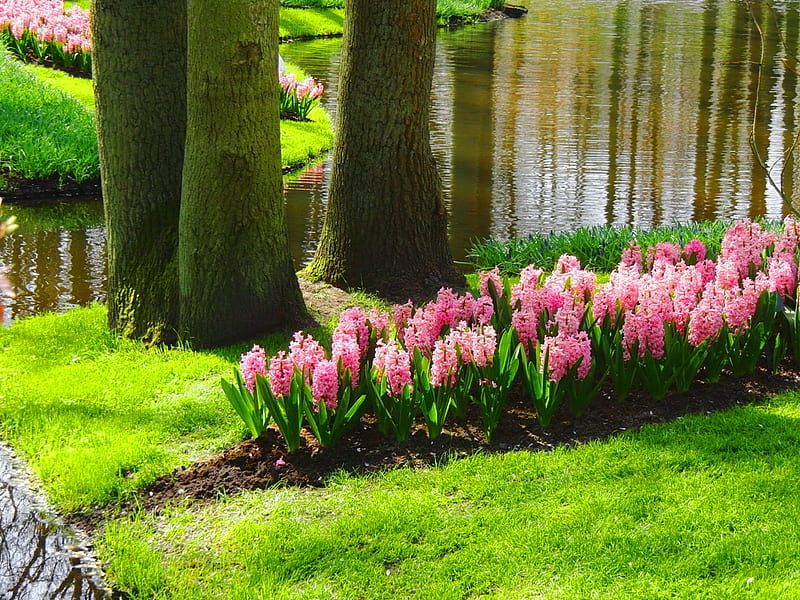 Beautiful spring day, hyacinth, forest, grass, bonito, spring, lake, water, green, flowers, day, nature, pink, HD wallpaper