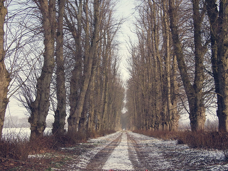 trees, road, snow, winter, HD wallpaper