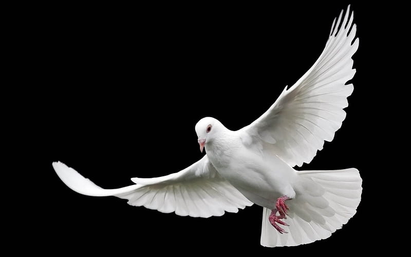 White dove, pigeon, fly, wings, bird, black, dove, white, HD wallpaper