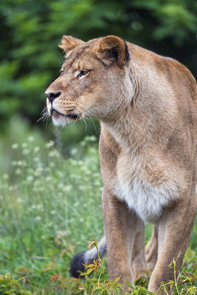 lioness, big cat, predator, glance, wildlife, HD phone wallpaper