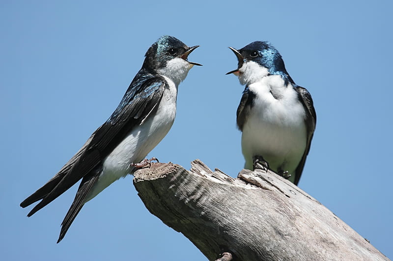 Swallows, pasari, spring, sky, swallow, randunica, couple, blue, black, bird, white, HD wallpaper