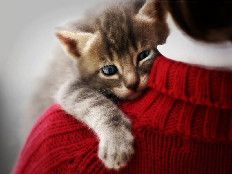 Love me , cute, kitty, adorable, cat, sweet, HD wallpaper