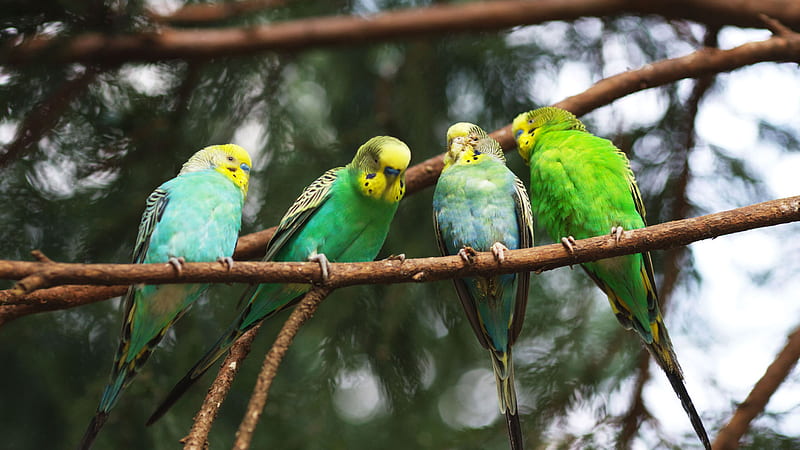 Four Parrots in a Row, row, birds, colors, parrots, small, branch, HD wallpaper