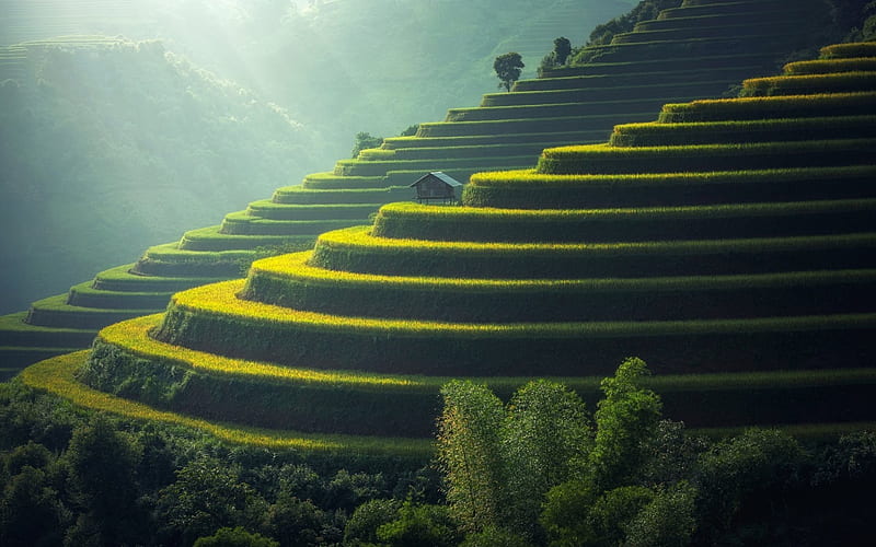 rice field, rice, mountain slope, China, HD wallpaper